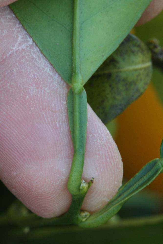              Petiole (Riverside, CA)       